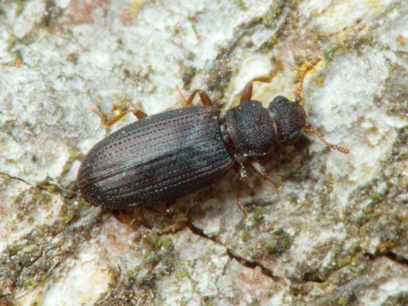 Enicmus brevicornis (Mannerheim, 1844)